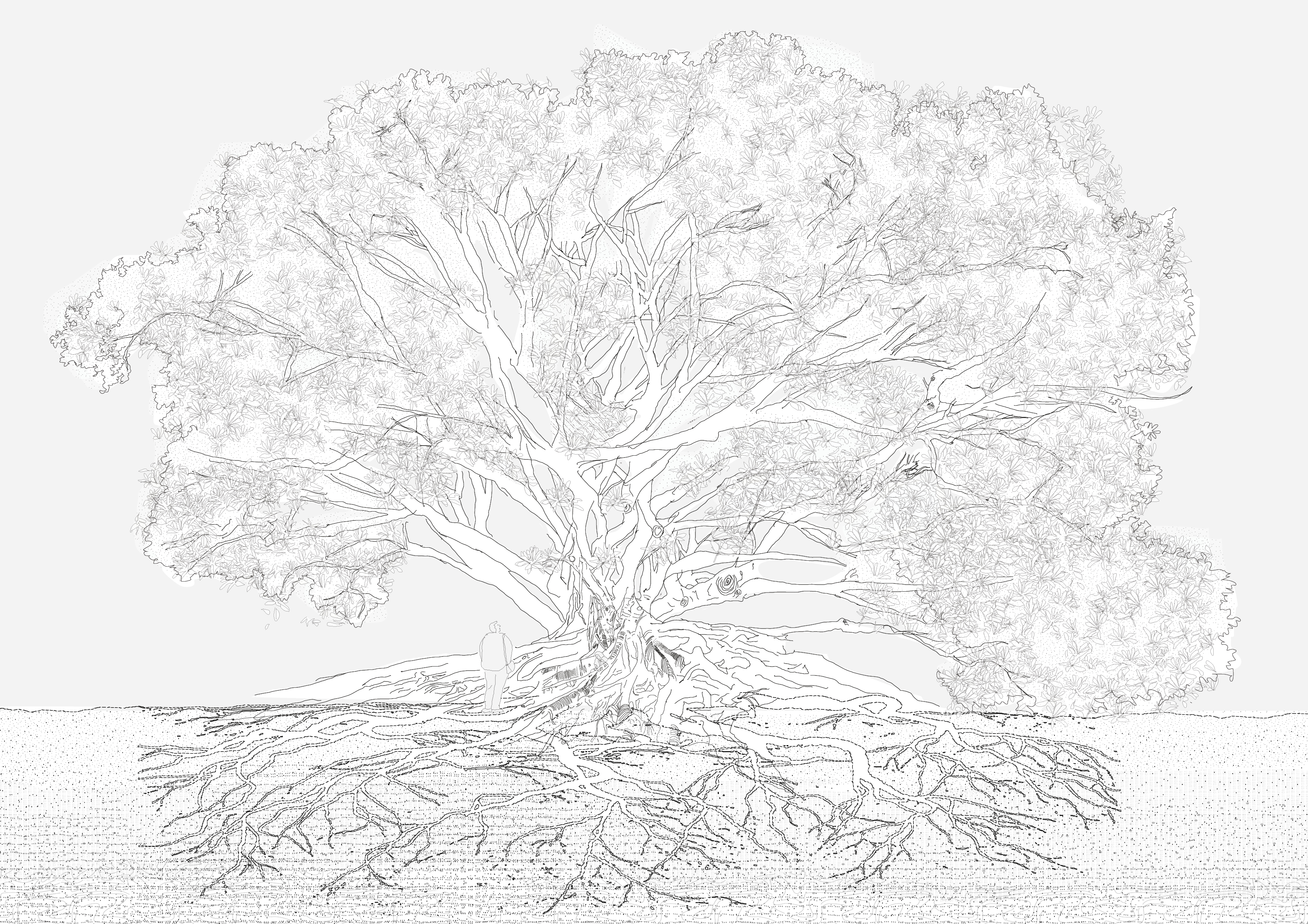 Figueira illustrated spatial study